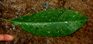  ( - BioBot01796)  @11 [ ] CreativeCommons - Attribution Non-Commercial Share-Alike (2010) Daniel H. Janzen Guanacaste Dry Forest Conservation Fund