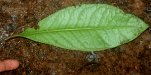  ( - BioBot01796)  @11 [ ] CreativeCommons - Attribution Non-Commercial Share-Alike (2010) Daniel H. Janzen Guanacaste Dry Forest Conservation Fund