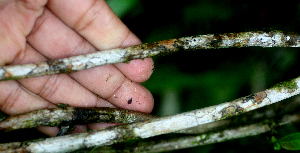  (Sabicea villosa - BioBot01803)  @11 [ ] CreativeCommons - Attribution Non-Commercial Share-Alike (2010) Daniel H. Janzen Guanacaste Dry Forest Conservation Fund