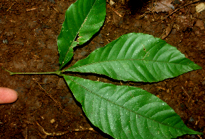 (Allophyllus psilospermus - BioBot01818)  @13 [ ] CreativeCommons - Attribution Non-Commercial Share-Alike (2010) Daniel H. Janzen Guanacaste Dry Forest Conservation Fund