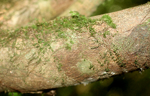  (Rondeletia budleioides - BioBot01834)  @11 [ ] CreativeCommons - Attribution Non-Commercial Share-Alike (2010) Daniel H. Janzen Guanacaste Dry Forest Conservation Fund