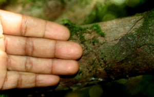  ( - BioBot01834)  @11 [ ] CreativeCommons - Attribution Non-Commercial Share-Alike (2010) Daniel H. Janzen Guanacaste Dry Forest Conservation Fund