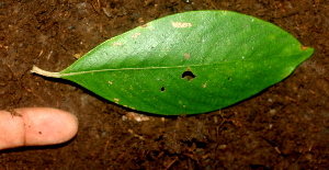  ( - BioBot01834)  @11 [ ] CreativeCommons - Attribution Non-Commercial Share-Alike (2010) Daniel H. Janzen Guanacaste Dry Forest Conservation Fund