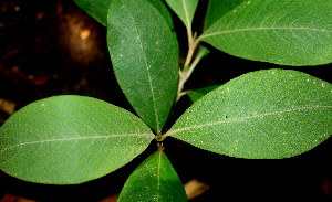  ( - BioBot01834)  @11 [ ] CreativeCommons - Attribution Non-Commercial Share-Alike (2010) Daniel H. Janzen Guanacaste Dry Forest Conservation Fund