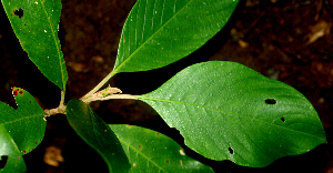  ( - BioBot01835)  @11 [ ] CreativeCommons - Attribution Non-Commercial Share-Alike (2010) Daniel H. Janzen Guanacaste Dry Forest Conservation Fund