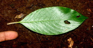  ( - BioBot01835)  @11 [ ] CreativeCommons - Attribution Non-Commercial Share-Alike (2010) Daniel H. Janzen Guanacaste Dry Forest Conservation Fund