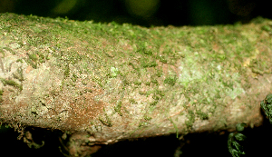  ( - BioBot01836)  @11 [ ] CreativeCommons - Attribution Non-Commercial Share-Alike (2010) Daniel H. Janzen Guanacaste Dry Forest Conservation Fund