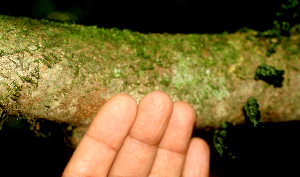  ( - BioBot01836)  @11 [ ] CreativeCommons - Attribution Non-Commercial Share-Alike (2010) Daniel H. Janzen Guanacaste Dry Forest Conservation Fund