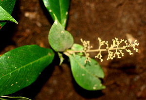  ( - BioBot01836)  @11 [ ] CreativeCommons - Attribution Non-Commercial Share-Alike (2010) Daniel H. Janzen Guanacaste Dry Forest Conservation Fund