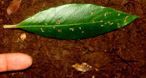  ( - BioBot01836)  @11 [ ] CreativeCommons - Attribution Non-Commercial Share-Alike (2010) Daniel H. Janzen Guanacaste Dry Forest Conservation Fund