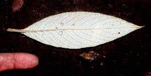  ( - BioBot01836)  @11 [ ] CreativeCommons - Attribution Non-Commercial Share-Alike (2010) Daniel H. Janzen Guanacaste Dry Forest Conservation Fund