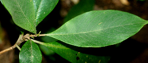  ( - BioBot01836)  @11 [ ] CreativeCommons - Attribution Non-Commercial Share-Alike (2010) Daniel H. Janzen Guanacaste Dry Forest Conservation Fund