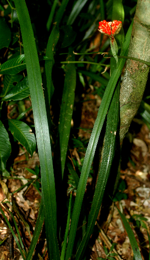  (Neomarica variegata - BioBot01837)  @11 [ ] CreativeCommons - Attribution Non-Commercial Share-Alike (2010) Daniel H. Janzen Guanacaste Dry Forest Conservation Fund