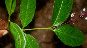  ( - BioBot01843)  @11 [ ] CreativeCommons - Attribution Non-Commercial Share-Alike (2010) Daniel H. Janzen Guanacaste Dry Forest Conservation Fund