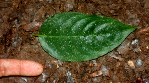  ( - BioBot01843)  @11 [ ] CreativeCommons - Attribution Non-Commercial Share-Alike (2010) Daniel H. Janzen Guanacaste Dry Forest Conservation Fund