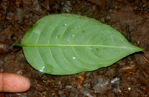  ( - BioBot01843)  @11 [ ] CreativeCommons - Attribution Non-Commercial Share-Alike (2010) Daniel H. Janzen Guanacaste Dry Forest Conservation Fund