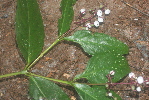  ( - BioBot01844)  @11 [ ] CreativeCommons - Attribution Non-Commercial Share-Alike (2010) Daniel H. Janzen Guanacaste Dry Forest Conservation Fund