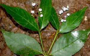  ( - BioBot01844)  @11 [ ] CreativeCommons - Attribution Non-Commercial Share-Alike (2010) Daniel H. Janzen Guanacaste Dry Forest Conservation Fund