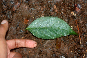  ( - BioBot01844)  @11 [ ] CreativeCommons - Attribution Non-Commercial Share-Alike (2010) Daniel H. Janzen Guanacaste Dry Forest Conservation Fund