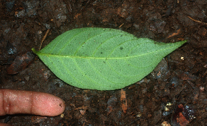  ( - BioBot01844)  @11 [ ] CreativeCommons - Attribution Non-Commercial Share-Alike (2010) Daniel H. Janzen Guanacaste Dry Forest Conservation Fund