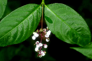  ( - BioBot01845)  @11 [ ] CreativeCommons - Attribution Non-Commercial Share-Alike (2010) Daniel H. Janzen Guanacaste Dry Forest Conservation Fund