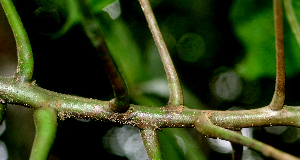  ( - BioBot01853)  @11 [ ] CreativeCommons - Attribution Non-Commercial Share-Alike (2010) Daniel H. Janzen Guanacaste Dry Forest Conservation Fund