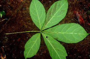  ( - BioBot01853)  @11 [ ] CreativeCommons - Attribution Non-Commercial Share-Alike (2010) Daniel H. Janzen Guanacaste Dry Forest Conservation Fund