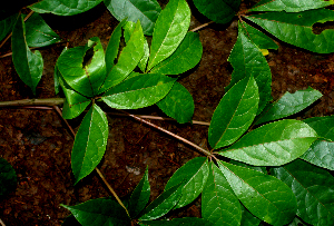  ( - BioBot01854)  @11 [ ] CreativeCommons - Attribution Non-Commercial Share-Alike (2010) Daniel H. Janzen Guanacaste Dry Forest Conservation Fund
