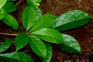  ( - BioBot01854)  @11 [ ] CreativeCommons - Attribution Non-Commercial Share-Alike (2010) Daniel H. Janzen Guanacaste Dry Forest Conservation Fund