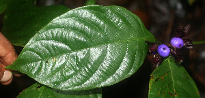  (Psychotria suerrensis - BioBot01862)  @11 [ ] CreativeCommons - Attribution Non-Commercial Share-Alike (2010) Daniel H. Janzen Guanacaste Dry Forest Conservation Fund