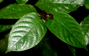  ( - BioBot01863)  @11 [ ] CreativeCommons - Attribution Non-Commercial Share-Alike (2010) Daniel H. Janzen Guanacaste Dry Forest Conservation Fund