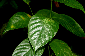  ( - BioBot01863)  @11 [ ] CreativeCommons - Attribution Non-Commercial Share-Alike (2010) Daniel H. Janzen Guanacaste Dry Forest Conservation Fund