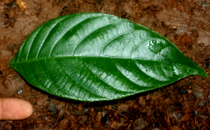  ( - BioBot01863)  @11 [ ] CreativeCommons - Attribution Non-Commercial Share-Alike (2010) Daniel H. Janzen Guanacaste Dry Forest Conservation Fund