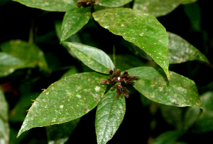  ( - BioBot01864)  @11 [ ] CreativeCommons - Attribution Non-Commercial Share-Alike (2010) Daniel H. Janzen Guanacaste Dry Forest Conservation Fund