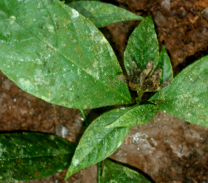  ( - BioBot01864)  @11 [ ] CreativeCommons - Attribution Non-Commercial Share-Alike (2010) Daniel H. Janzen Guanacaste Dry Forest Conservation Fund