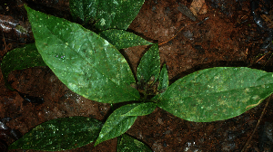  ( - BioBot01864)  @11 [ ] CreativeCommons - Attribution Non-Commercial Share-Alike (2010) Daniel H. Janzen Guanacaste Dry Forest Conservation Fund