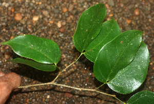  (Hymenaea courbaril - BioBot01870)  @11 [ ] CreativeCommons - Attribution Non-Commercial Share-Alike (2010) Daniel H. Janzen Guanacaste Dry Forest Conservation Fund