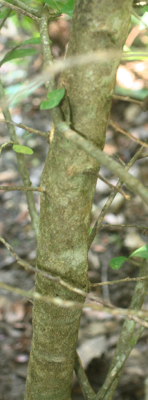  ( - BioBot01894)  @11 [ ] CreativeCommons - Attribution Non-Commercial Share-Alike (2010) Daniel H. Janzen Guanacaste Dry Forest Conservation Fund