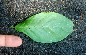  ( - BioBot01894)  @11 [ ] CreativeCommons - Attribution Non-Commercial Share-Alike (2010) Daniel H. Janzen Guanacaste Dry Forest Conservation Fund