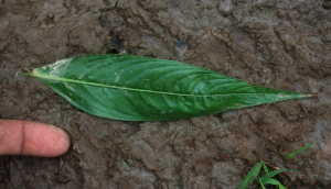  ( - BioBot01910)  @11 [ ] CreativeCommons - Attribution Non-Commercial Share-Alike (2010) Daniel H. Janzen Guanacaste Dry Forest Conservation Fund
