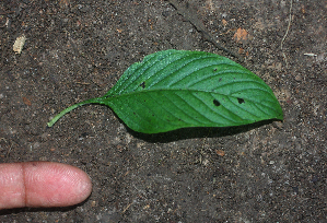  ( - BioBot01925)  @11 [ ] CreativeCommons - Attribution Non-Commercial Share-Alike (2010) Daniel H. Janzen Guanacaste Dry Forest Conservation Fund