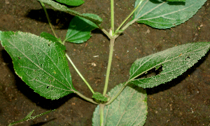  ( - BioBot01939)  @11 [ ] CreativeCommons - Attribution Non-Commercial Share-Alike (2010) Daniel H. Janzen Guanacaste Dry Forest Conservation Fund