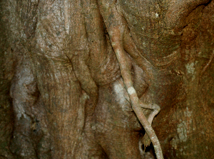  (Ficus morazaniana - BioBot01940)  @11 [ ] CreativeCommons - Attribution Non-Commercial Share-Alike (2010) Daniel H. Janzen Guanacaste Dry Forest Conservation Fund