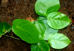  ( - BioBot01951)  @11 [ ] CreativeCommons - Attribution Non-Commercial Share-Alike (2010) Daniel H. Janzen Guanacaste Dry Forest Conservation Fund