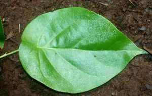  ( - BioBot01951)  @11 [ ] CreativeCommons - Attribution Non-Commercial Share-Alike (2010) Daniel H. Janzen Guanacaste Dry Forest Conservation Fund