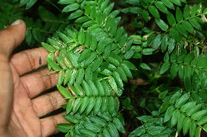  (Cryptochloa concinna - BioBot01953)  @11 [ ] CreativeCommons - Attribution Non-Commercial Share-Alike (2010) Daniel H. Janzen Guanacaste Dry Forest Conservation Fund