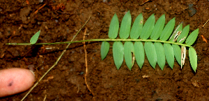  ( - BioBot01953)  @11 [ ] CreativeCommons - Attribution Non-Commercial Share-Alike (2010) Daniel H. Janzen Guanacaste Dry Forest Conservation Fund