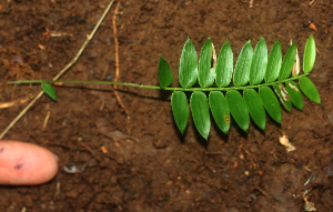  ( - BioBot01953)  @11 [ ] CreativeCommons - Attribution Non-Commercial Share-Alike (2010) Daniel H. Janzen Guanacaste Dry Forest Conservation Fund