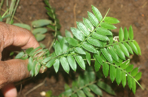  ( - BioBot01955)  @11 [ ] CreativeCommons - Attribution Non-Commercial Share-Alike (2010) Daniel H. Janzen Guanacaste Dry Forest Conservation Fund