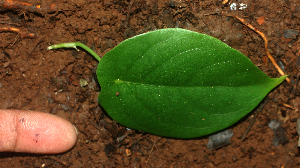  ( - BioBot01958)  @11 [ ] CreativeCommons - Attribution Non-Commercial Share-Alike (2010) Daniel H. Janzen Guanacaste Dry Forest Conservation Fund